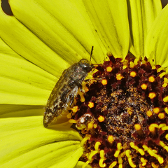 Acmaeodera labyrinthica