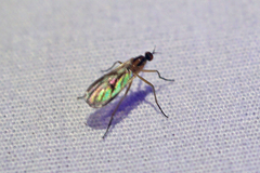 Rhamphomyia vittata