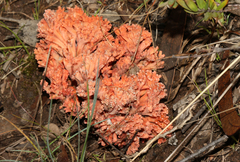 Ramaria australiana