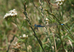 Ischnura fountaineae