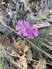 Phlox speciosa