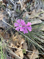 Phlox speciosa
