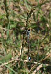 Poaceae