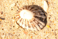 Scutellastra peronii