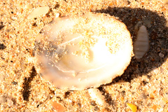 Scutellastra peronii