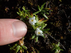 Plagiobothrys linifolius