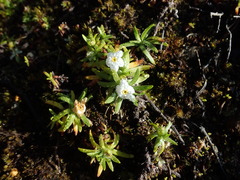 Plagiobothrys linifolius