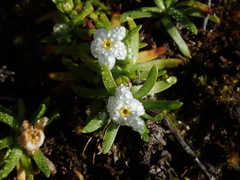 Plagiobothrys linifolius