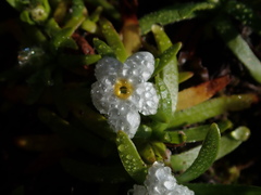 Plagiobothrys linifolius