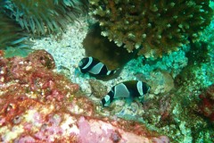 Amphiprion latezonatus