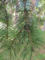 Picea smithiana