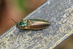 Campsosternus auratus