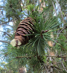 Picea smithiana
