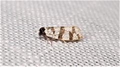 Lepidoscia characota