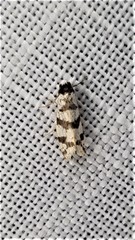 Lepidoscia characota