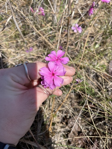 Phlox nivalis image