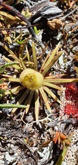 Stylidium subulatum
