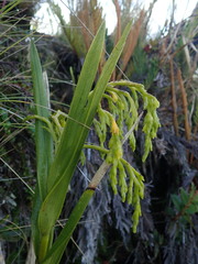 Epidendrum frutex