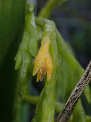 Epidendrum frutex