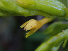 Epidendrum frutex