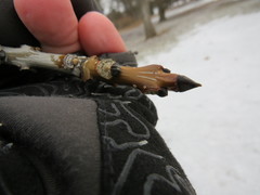 Fraxinus mandshurica