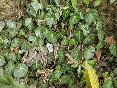 Image of Begonia calderonii