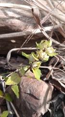 Alectra sessiliflora