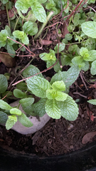Mentha spicata