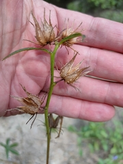 Hibiscus meraukensis