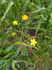 Ranunculus austro-oreganus