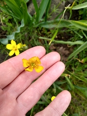 Ranunculus austro-oreganus