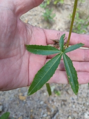 Hibiscus meraukensis