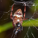 Spotted Orb Weaver - Photo (c) Vijay Anand Ismavel, some rights reserved (CC BY-NC-SA)