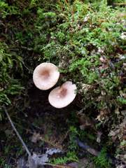 Lactarius griseus