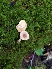 Lactarius griseus