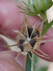 Hibiscus meraukensis