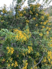Hypericum canariense