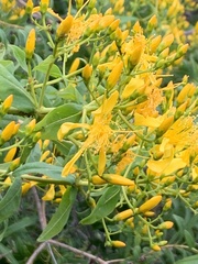 Hypericum canariense