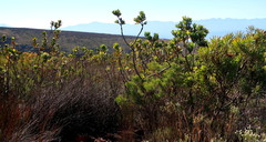 Leucospermum pluridens