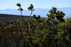 Leucospermum pluridens