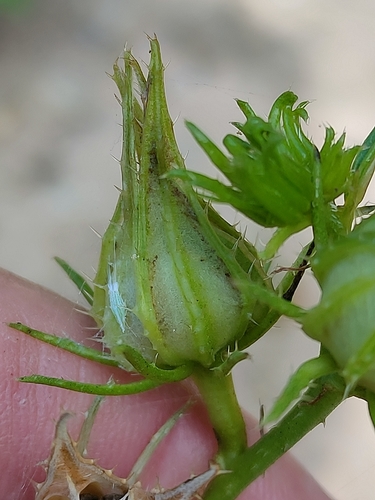 Image of Hibiscus meraukensis by (c) Tony van Kampen, some rights reserved (CC BY)