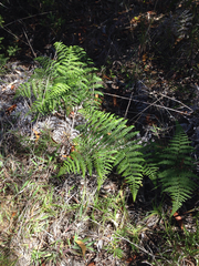 Pteridium aquilinum decompositum