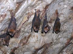Hipposideros larvatus