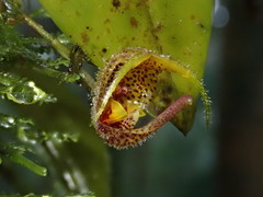 Scaphosepalum beluosum, photograph (c) Nolan Exe, some rights reserved (CC BY)