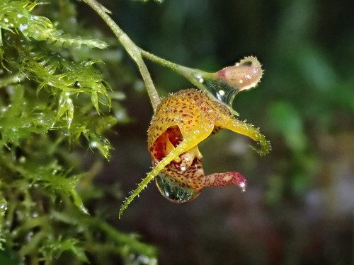 Scaphosepalum beluosum, photograph 4