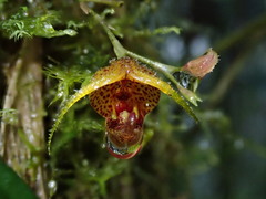 Scaphosepalum beluosum, photograph (c) Nolan Exe, some rights reserved (CC BY)