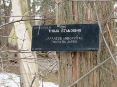 Thuja standishii