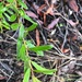 Grevillea floribunda tenella - Photo (c) Martin Bennett, algunos derechos reservados (CC BY-NC), subido por Martin Bennett