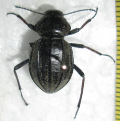 Somaticus