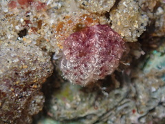 Distaplia